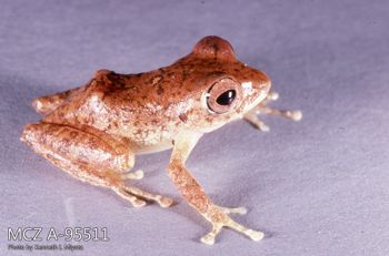 Media type: image;   Herpetology A-95511 Description: Photo of animal in life, taken in the field by Dr. Kenneth Ichiro Miyata. A slide of the photo was scanned in 2012 by Melissa Wooley.;  Aspect: lateral